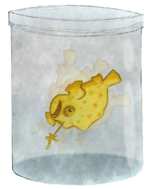 Gino, il piccolo frogfish sull’acropora di Jackson Reef 