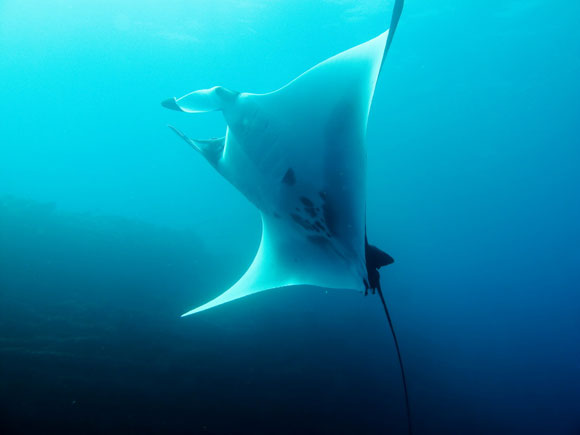 manta