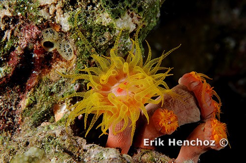 Foto con YS-110 Alfa