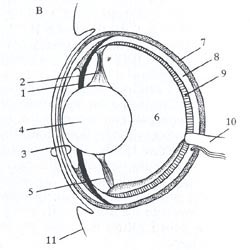 schema occhio di un pesce -  come sono fatti i pesci