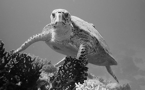 Una tartaruga sul relitto del Dunraven