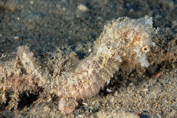 Cavalluccio marini mar jonio