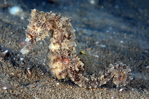 Ippocampo nella “Fossa dei Cavallucci” a Gioiosa (foto di Steven Weinberg)