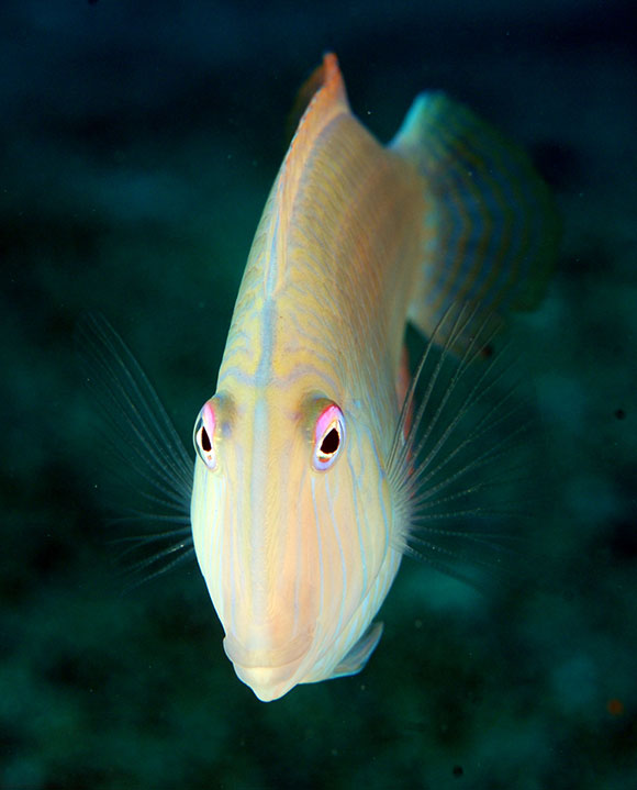 Pesce pettine, “surice” nel dialetto locale (foto di Steven Weinberg)