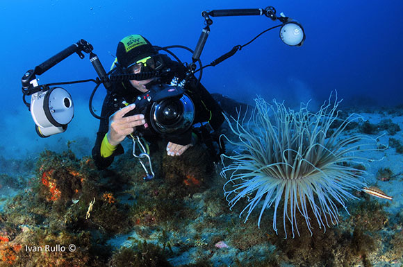 Grande Cerianthus membranaceus alla base della Montagna di Scilla (foto di
Ivan Rullo) fotografia subacquea jonio