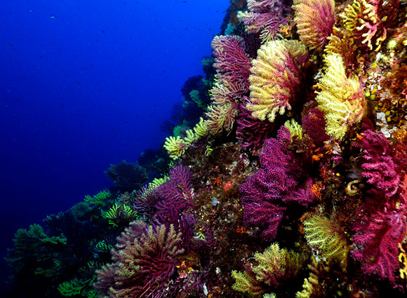 Foresta di gorgonie in parete presso la Montagna di Scilla (foto di Ivan
Rullo)