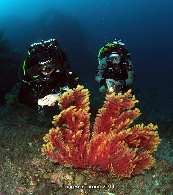 Paramuricea clavata bicolore a Scilla (foto di Francesco Turano)