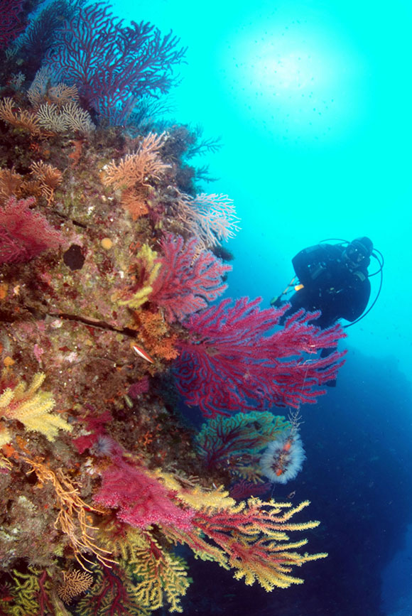 Foresta di gorgonie in parete presso la Montagna di Scilla (foto di Francesco
Turano) subacquea in calabria