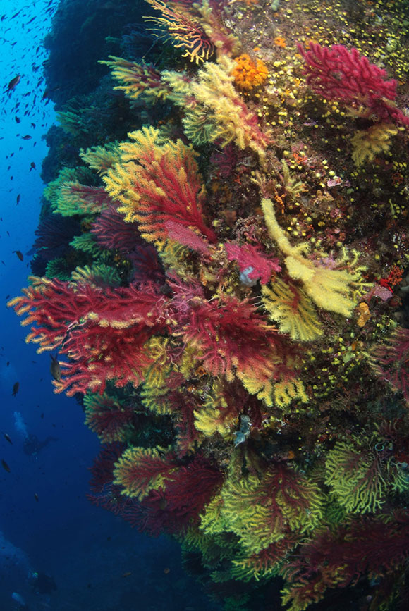 Foresta di gorgonie in parete presso la Montagna di Scilla (foto di Francesco
Turano)