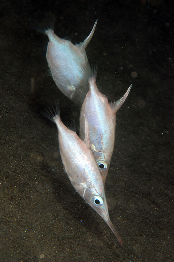 Pesci trombetta in notturna nello Stretto (foto di Steven Weinberg) diving in calabria