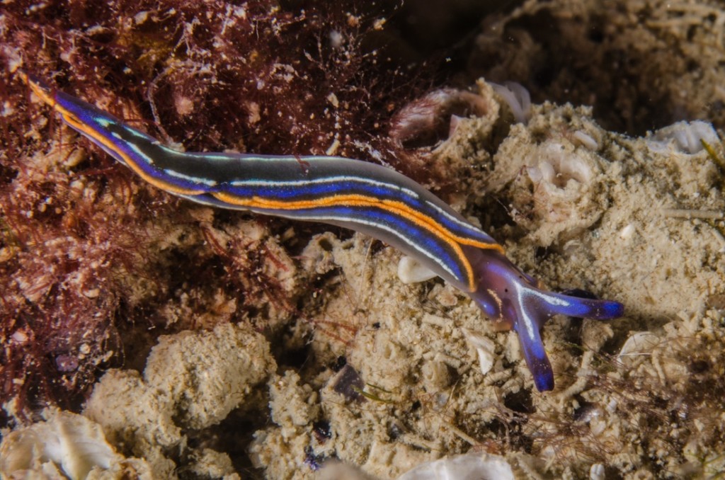nudibranchi 1