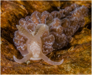 nudibranchi