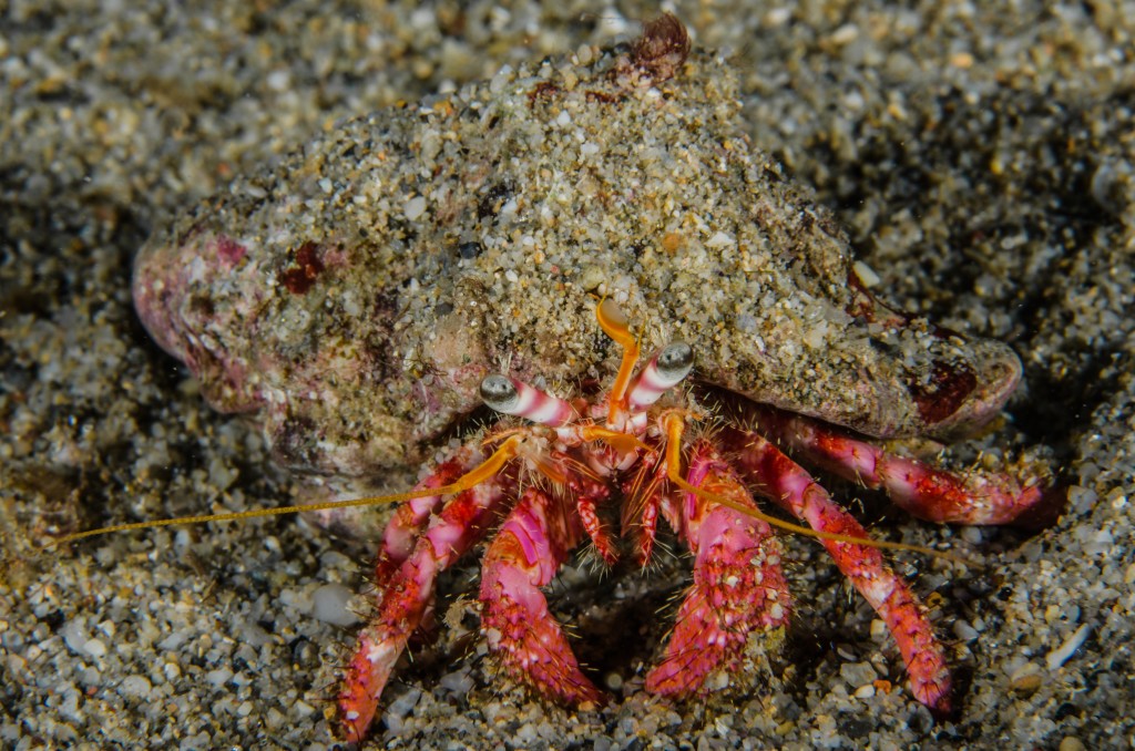 Conoscere il mare-Paguro
