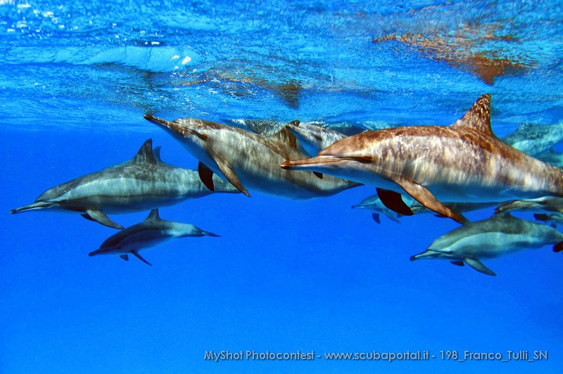 Vincitore: Franco Tulli