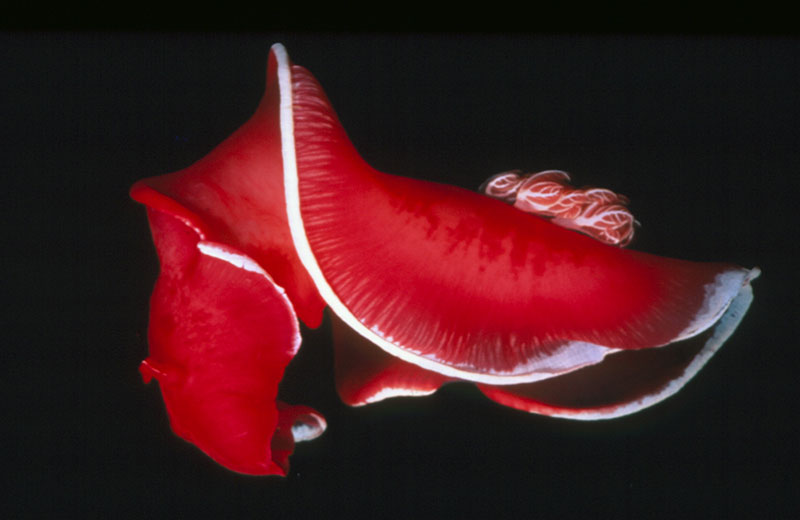 L'affascinante ballerina spagnola fluttua nella notte di Naama Bay. Foto di Rafel Elmeary