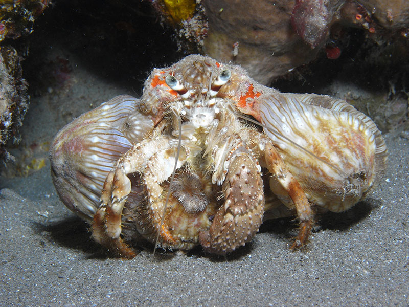 Un paguro trasportatore di anemoni che passeggia sulla sabbia di notte. Foto di Adolfo Maciocco