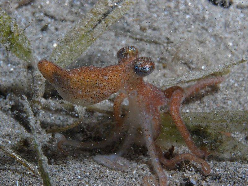 Un paguro trasportatore di anemoni che passeggia sulla sabbia di notte. Foto di Adolfo Maciocco