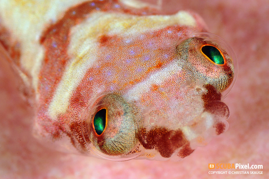 1066-24102011-2764-Diplecogaster_bimaculata