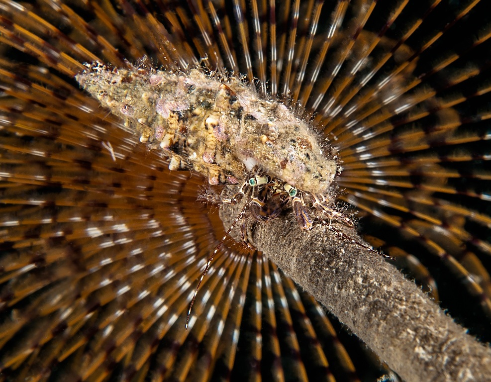 Spirografo con Paguro nella baietta del REX