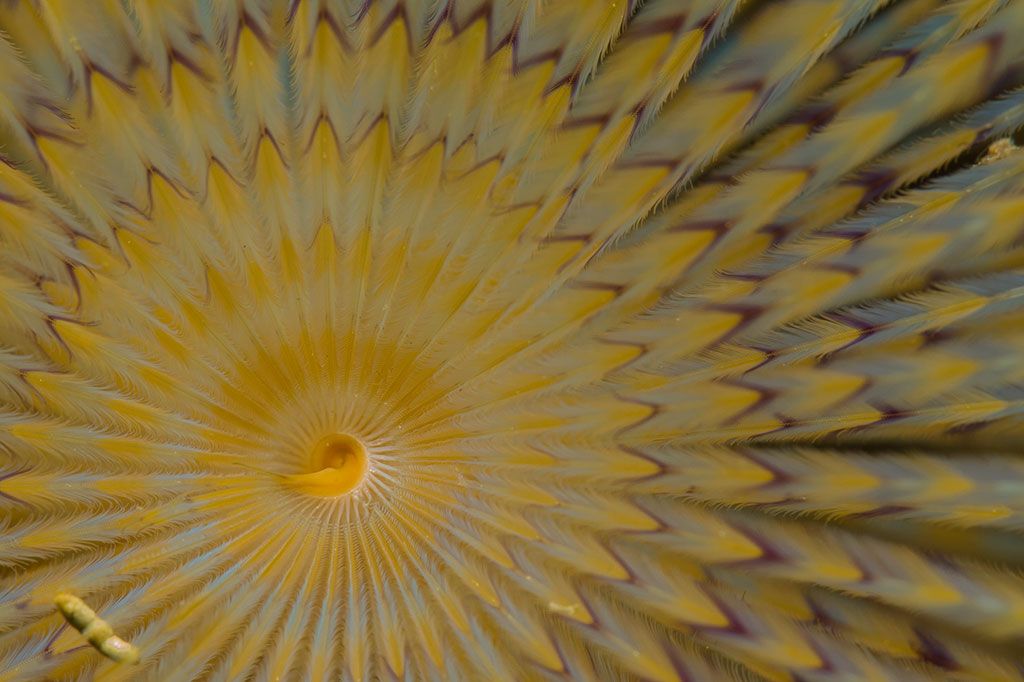 marco fotografia spirografo