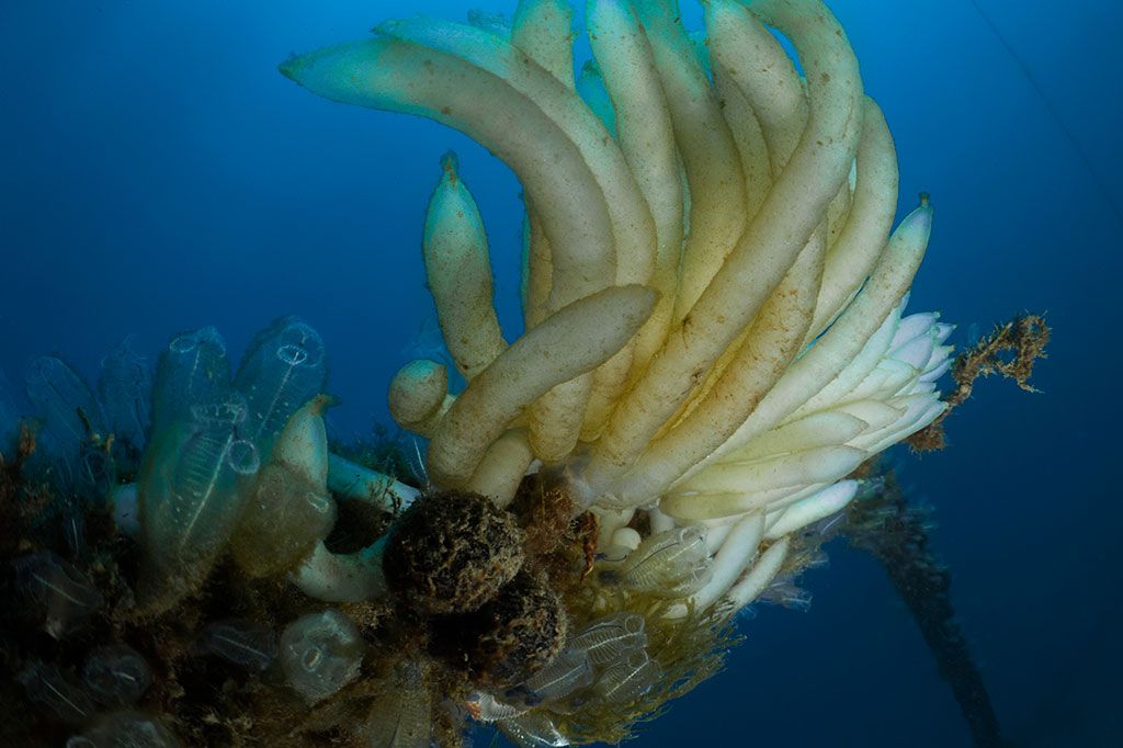 uova di calamaro a reggio calabria