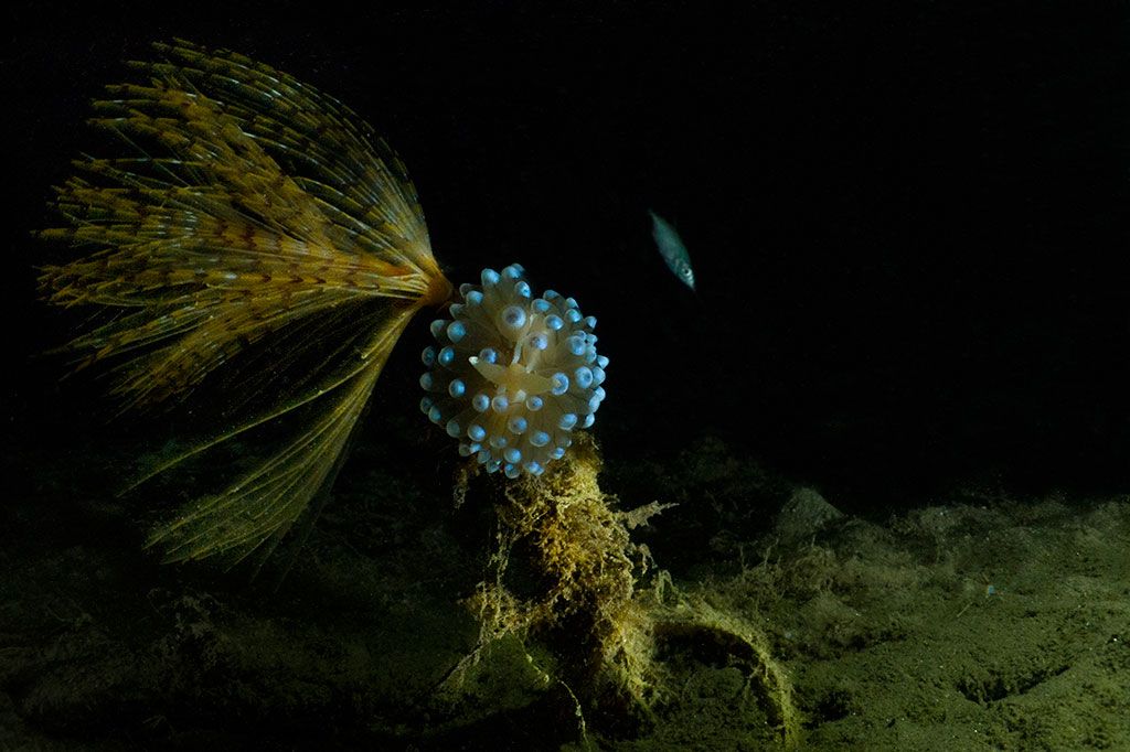 spirografi in immersione subacquea a reggio calabria