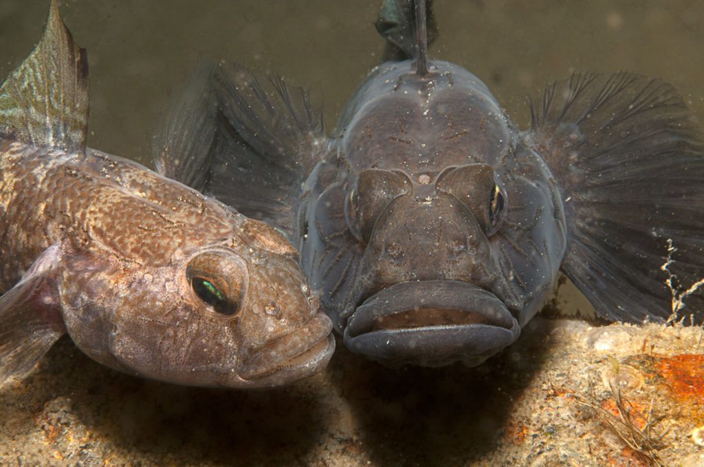 pesci bassa profondità barriera