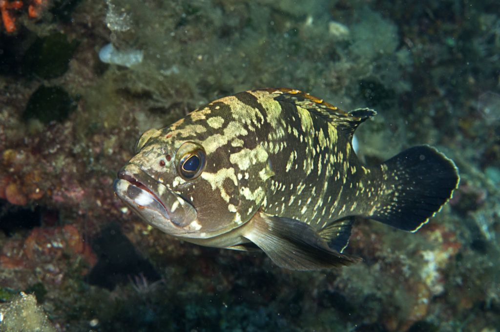 pesce in italia, open water bassa profondità