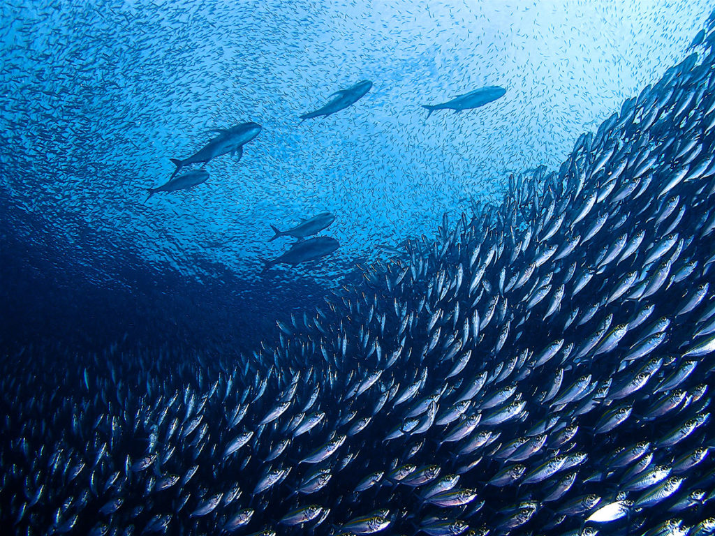 sardine reef a raja ampat indonesia