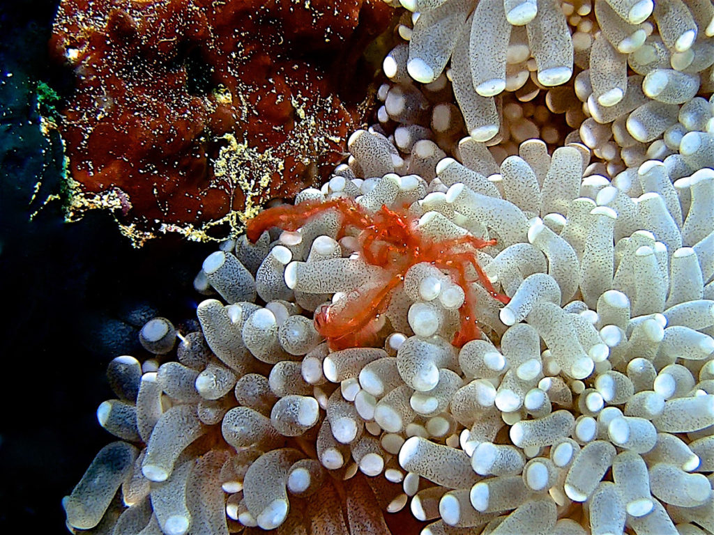 reef in indonesia raja ampat, grachio e coralli bianchi