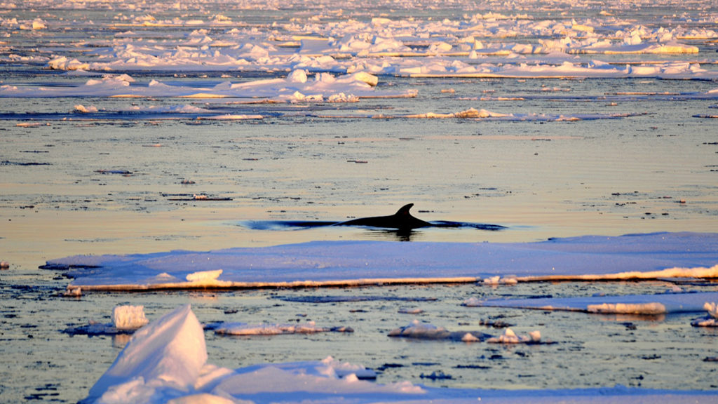cambiamento climatico