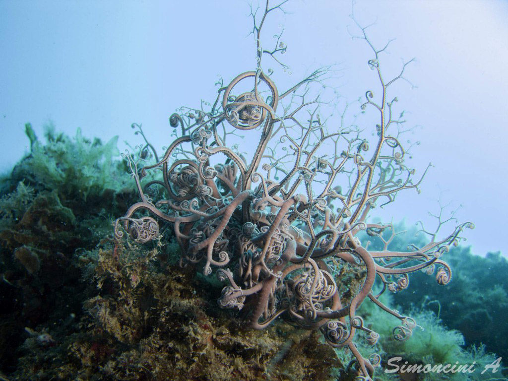 costa degli etruschi