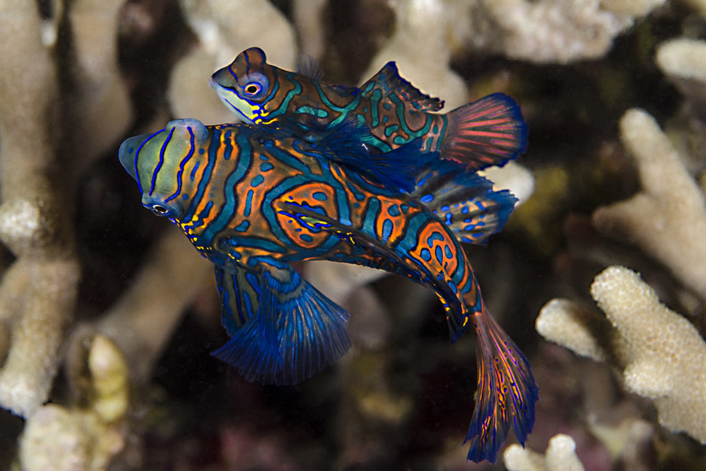 pesce mandarino tipico delle barriere coralline nelle filippine
