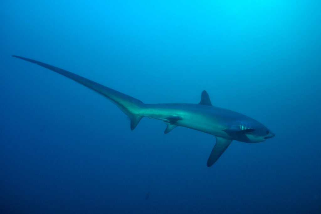 squalo volpe nelle filippine