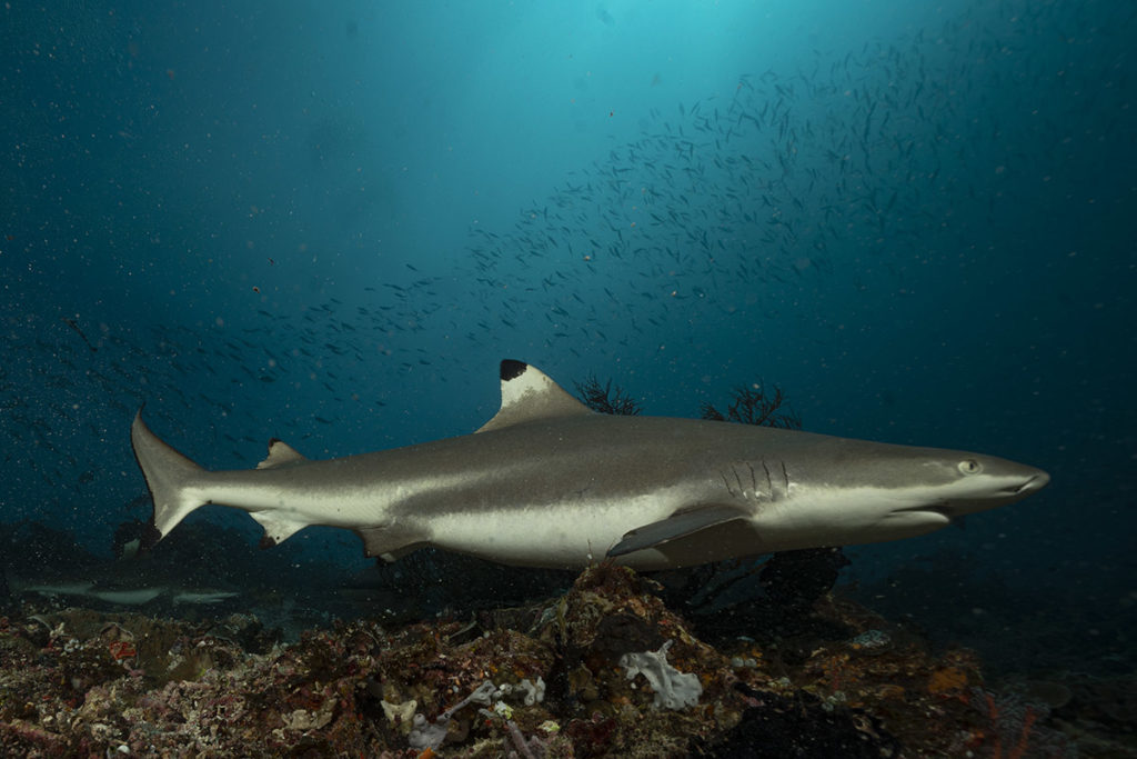 premio il pianeta azzurro