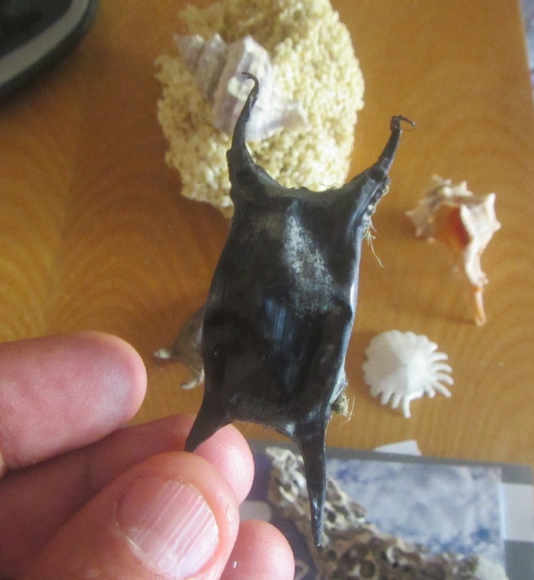 naturalista in tempo di pandemia