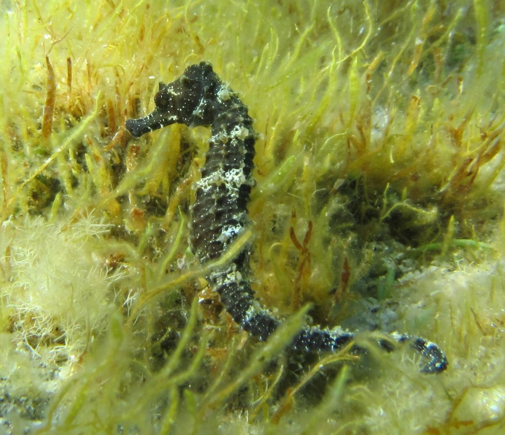 naturalista in tempo di pandemia