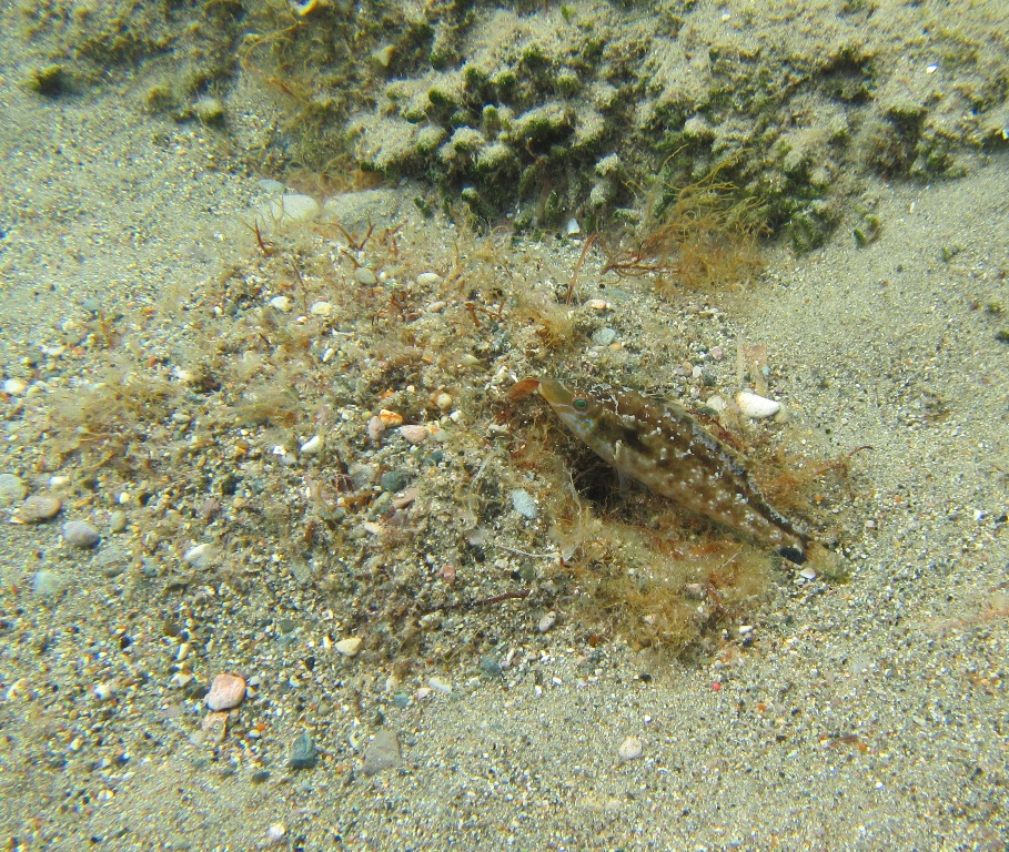 naturalista in tempo di pandemia