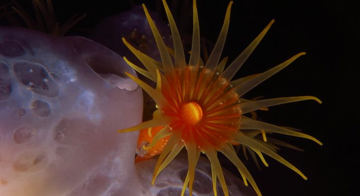 immersioni in liguria