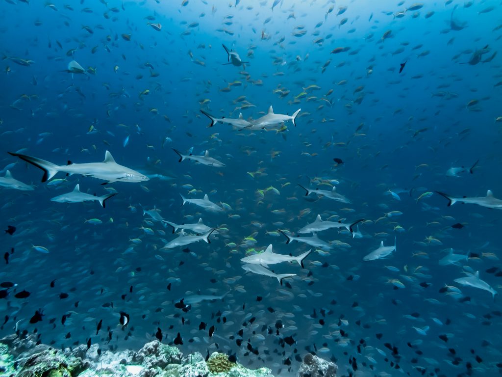 crociera alle maldive