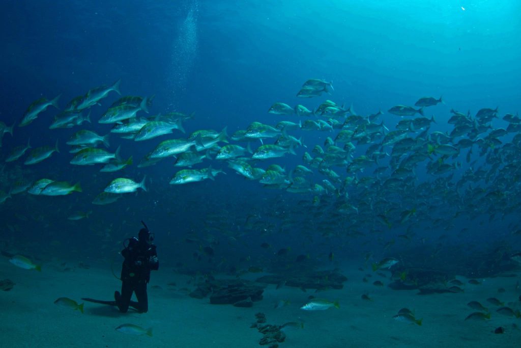 baja california diver con persci su fonsale a la paz baja california
