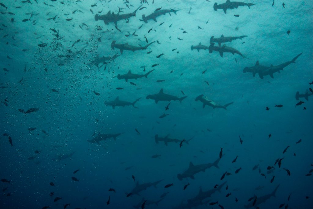 baja california squali martello schoolin banco in bahia chileno