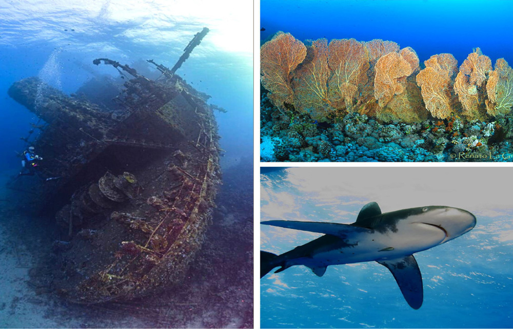 Red Sea fondali reef