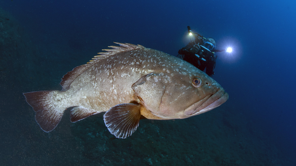 cernia isole medes fotografia subacquea, vacanza sub alle isole medas in costa brava