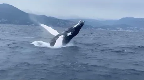 Avvistamento balena megattera ad arenzano