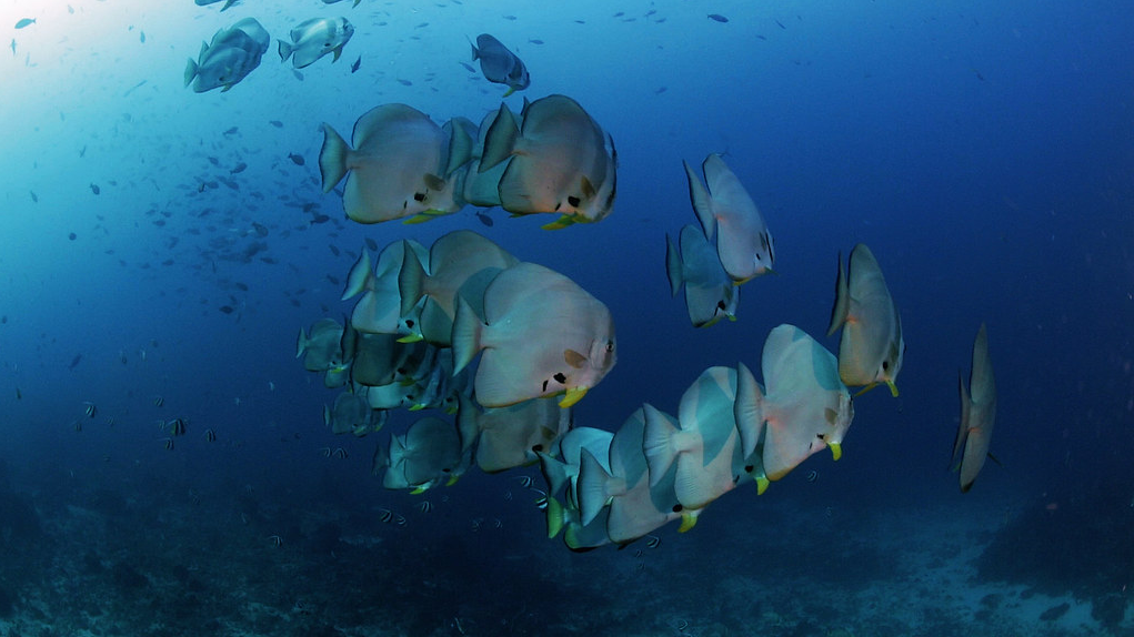 diving in indonesia Komodo