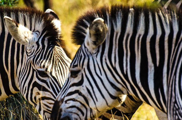 Zebra parco sud africa