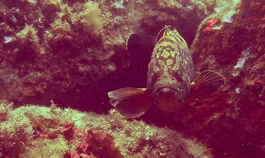 Gallinara Cernia isola iphone 14