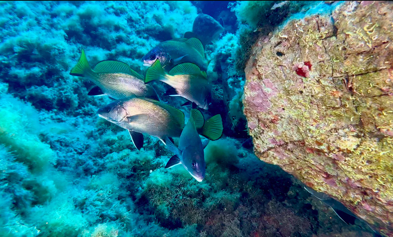 Gallinara corvineisola iphone 14