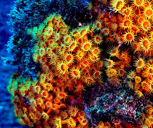 margherite subacquee in liguria